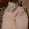 Виталий Тодоров